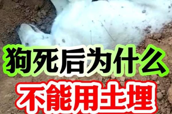 乡土难离是指什么生肖 → 狗‌（狗恋旧主，故土难离）