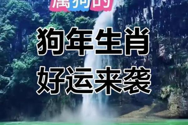 1982年出生的属狗人2025年事业财运健康感情运势如何