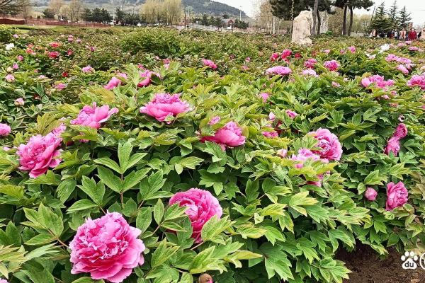 ‌花齐放是什么生肖 → 兔（兔傍百花，齐放争春）‌
