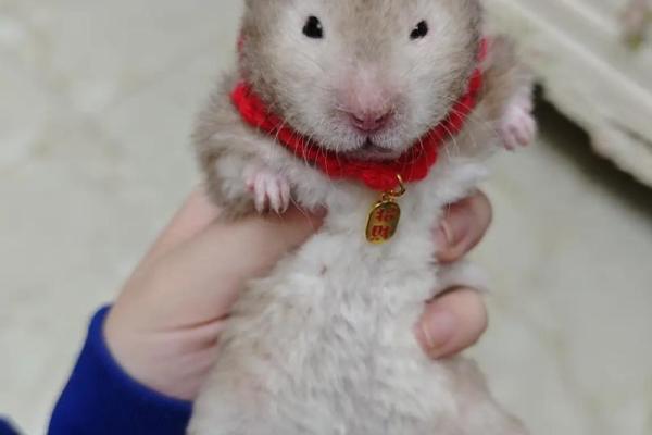 ‌满载而归指什么生肖 → 鼠‌（鼠拖粮满，蹒跚归洞）