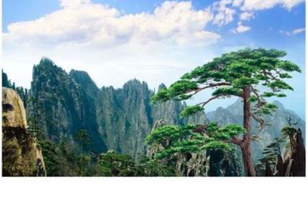 迎客松挂在家里哪个位置好 迎客松适不适合在家里客厅挂