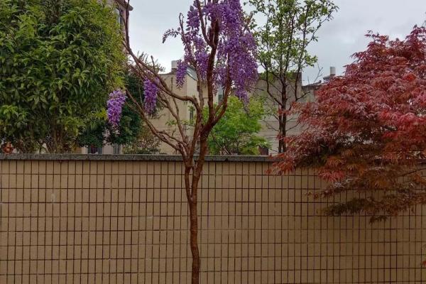 庭院种紫藤花吉不吉利 院子栽种紫藤禁忌