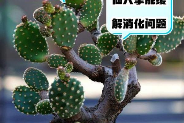 仙人掌不吉利的位置 仙人掌有什么不好的寓意