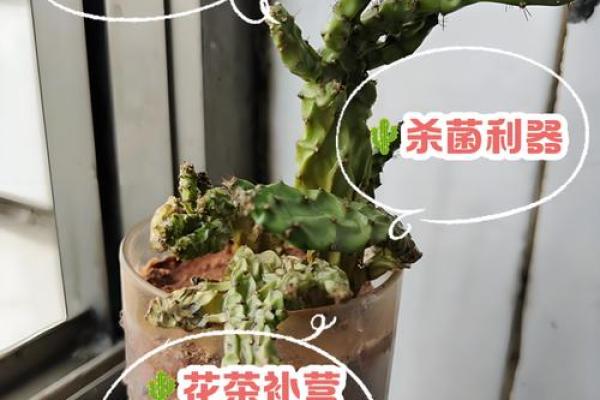 仙人掌不吉利的位置 仙人掌有什么不好的寓意
