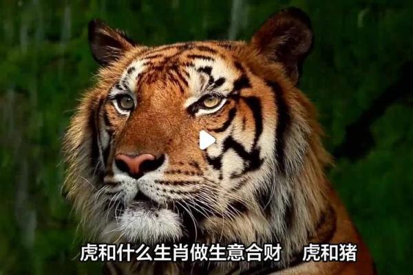 鸡和老虎的属相合不合 鸡和老虎的属相合不合财运