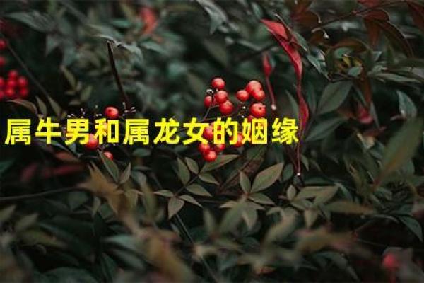 男龙女牛的属相合不合 龙女男狗属相合不合