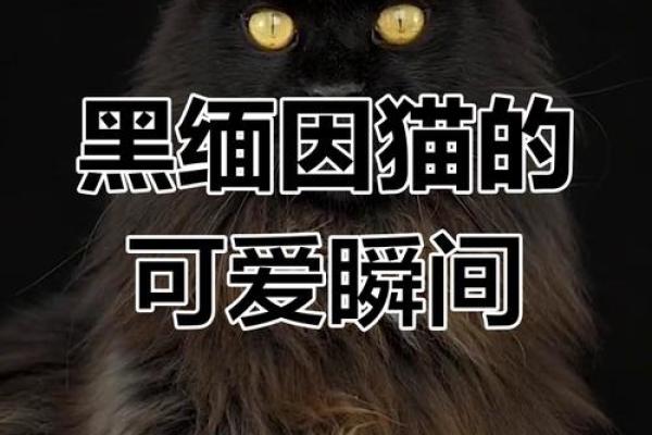 黑色的猫是不是不吉利 黑色的猫属于什么品种