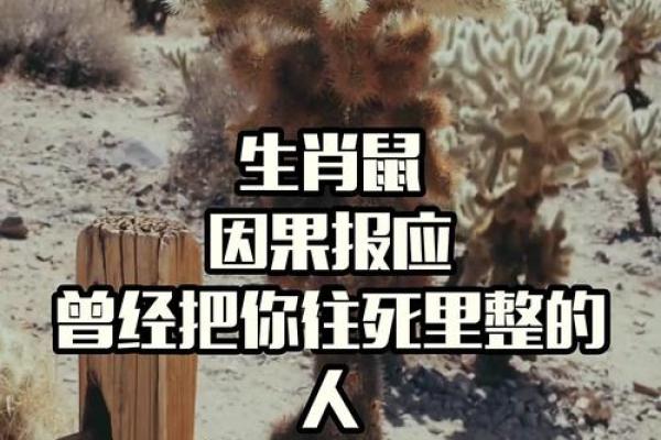 ‌相鼠有皮是什么生肖 → 鼠‌（鼠尚有皮，人岂无仪）
