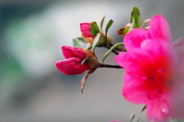 落花流水打一个生肖(落花流水打一生肖正确答案2025)
