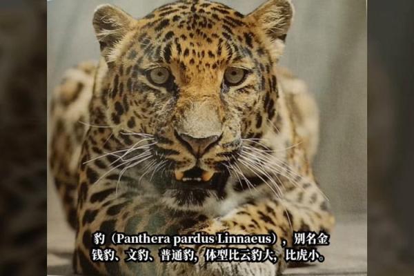 金钱豹最忌三种属相 金钱豹最忌三种属相是什么