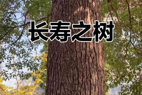 为什么和树合影不吉利 为什么不能和树拍照