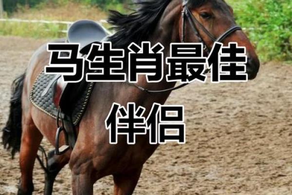 1979年属马的最佳配偶 1978年属马的最佳配偶