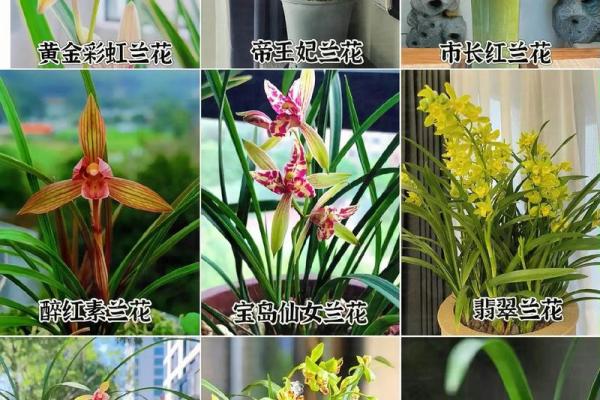 兰花最忌三种属相 兰花放在家里什么地方最好