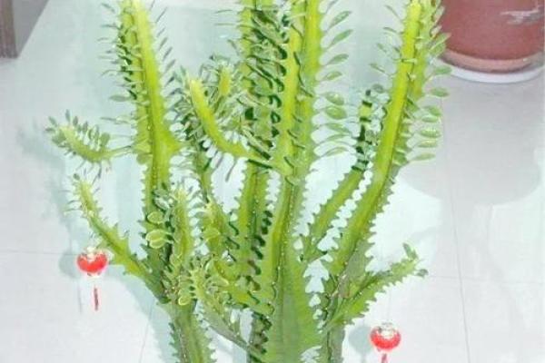 龙骨花什么属相不能养 龙骨花适不适合家里养
