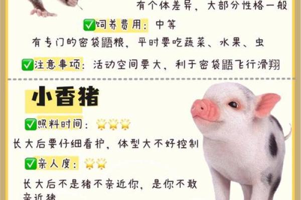 三种属相不能养牛 属相不能养的宠物