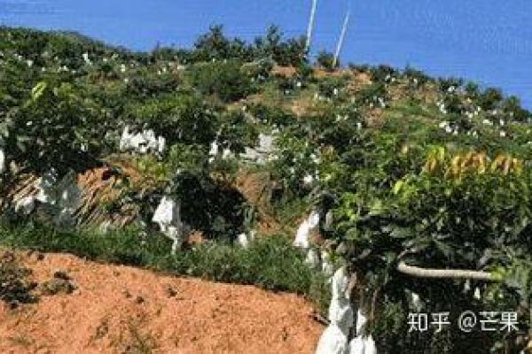 心急如焚打一生肖(心急如焚打一生肖动作)