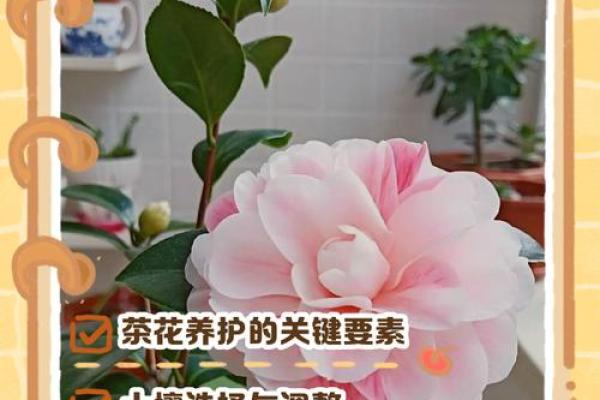 茶花什么属相不能养 茶花禁忌家养