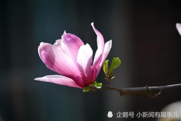 热火朝天指的什么生肖(热火朝天指什么生肖打一肖)