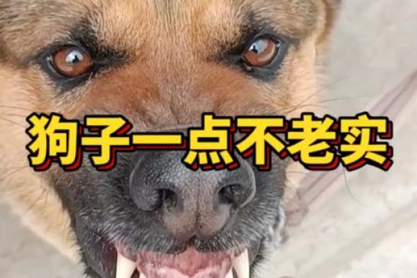 龇牙咧嘴打正确生肖 呲牙咧嘴打一最准生肖