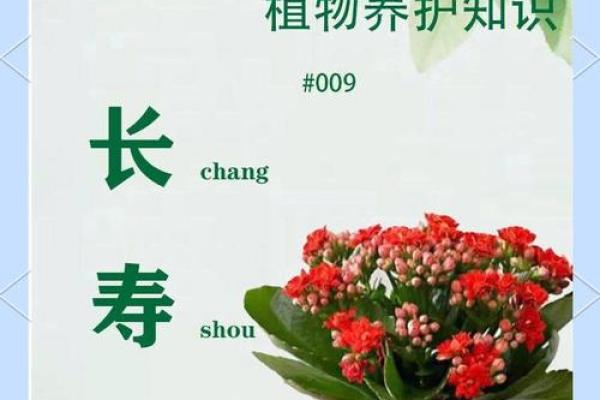 长寿花为什么不吉利 长寿花为什么不开花光长叶