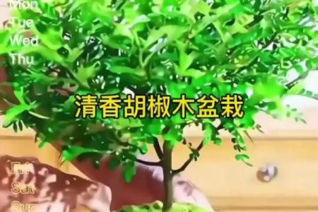 胡椒木最忌三种属相 胡椒木对人有什么好处