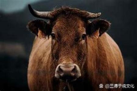 画地为牢打一生肖 画地为牢打一正确生肖最佳答案