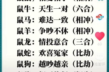 老鼠兔子属相合不合 老鼠和兔子属相合吗
