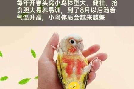 什么属相不能养鸟 什么属相不能养鸟