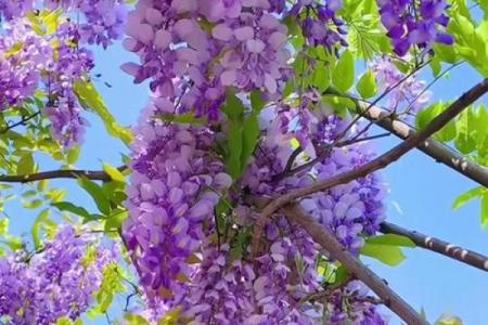 庭院种紫藤花吉不吉利 院子栽种紫藤禁忌