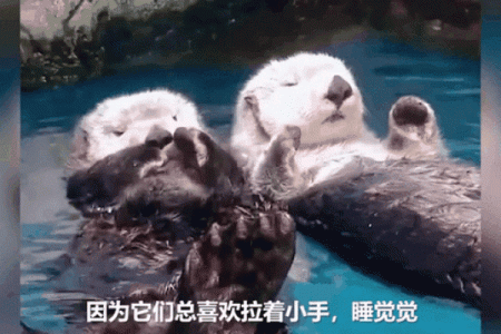 生活中哪种动物行为最像装腔作势？揭秘对应的生肖或生物特征