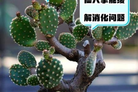 仙人掌不吉利的位置 仙人掌有什么不好的寓意