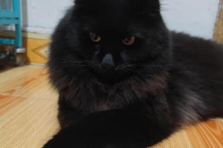黑色的猫是不是不吉利 黑色的猫属于什么品种