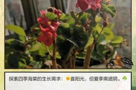 四季海棠不吉利原因 四季海棠吉利吗