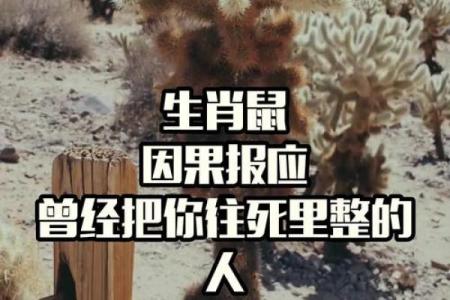 ‌相鼠有皮是什么生肖 → 鼠‌（鼠尚有皮，人岂无仪）