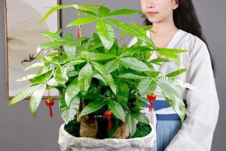 财神爷两边放什么植物 财神爷两边放什么绿植好