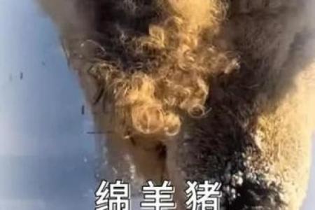 冷水烫猪是什么生肖(冷水烫猪打一动物)