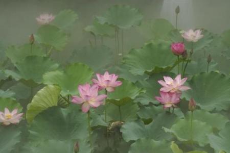 雾里看花是什么生肖最佳答案 雾里看花指什么生肖