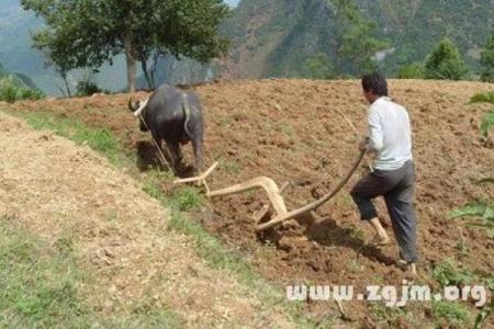 囿于见闻是指什么生肖？详细解释其含义和来源