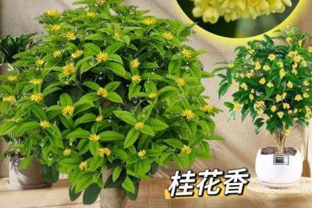 在室内养桂花不吉利吗 室内养桂花有什么好处