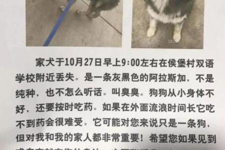 心急如焚打一生肖(心急如焚打一生肖动作)
