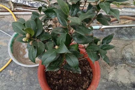 茶花什么属相不能养 茶花禁忌家养