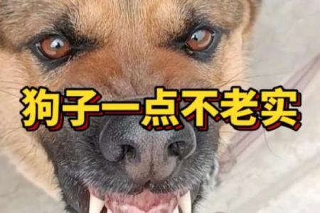 龇牙咧嘴打正确生肖 呲牙咧嘴打一最准生肖