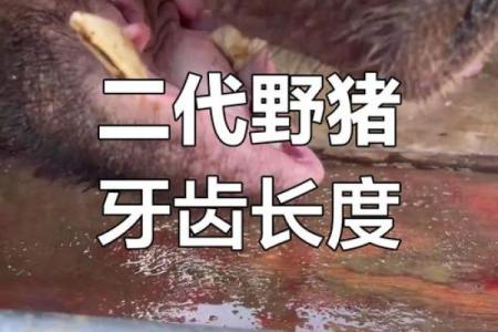 野猪牙什么属相不能戴 野猪牙可以戴吗