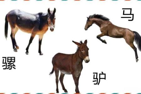 ‌劳而无功打一个生肖 → 驴（驴推磨劳，代指牛耕）‌