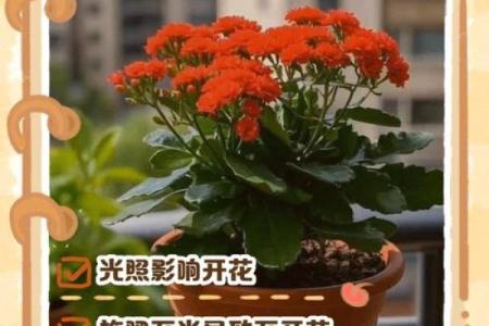 长寿花为什么不吉利 长寿花为什么不开花光长叶