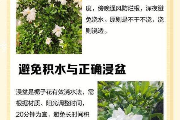 什么属相不能养栀子花 栀子花招财还是破财