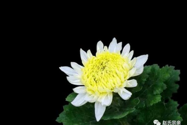头七儿媳可以回娘家吗 头七儿媳可以不去么