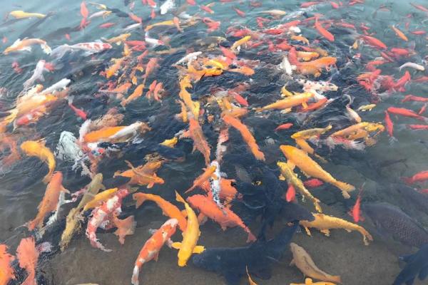 锦鲤属于金鱼吗 锦鲤属于金鱼吗