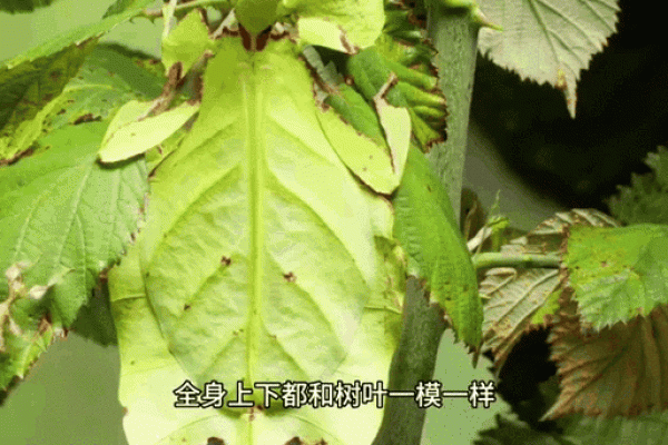 揭秘表里不一生肖动物的双重性格：生活中常见的伪装高手