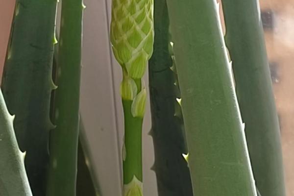 芦荟什么属相不能养 芦荟什么植物